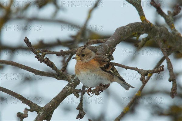 Brambling sitting on branch left looking in front of blue sky