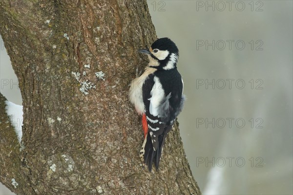 Great spotted woodpecker female hanging on tree trunk cleaning left looking