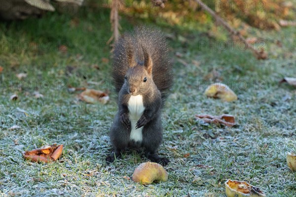 Squirrel standing in mature grass next to apple looking from the front