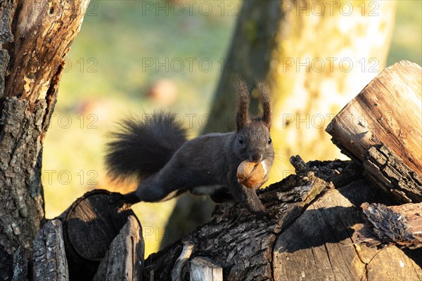 Squirrel with nut in mouth stretched on tree trunk standing looking from the front