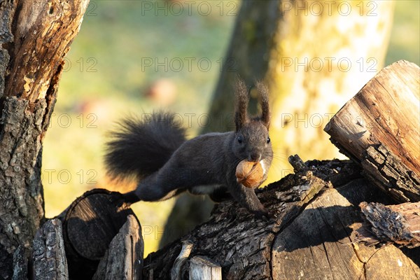 Squirrel with nut in mouth stretched on tree trunk standing looking from the front