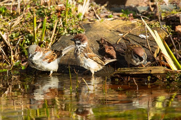 Tree sparrow and house sparrow sitting next to each other at the water's edge different sightings