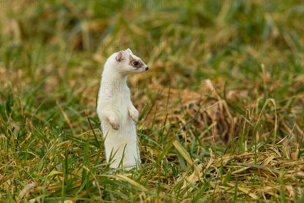 Ermine in white winter coat standing in meadow looking from front right