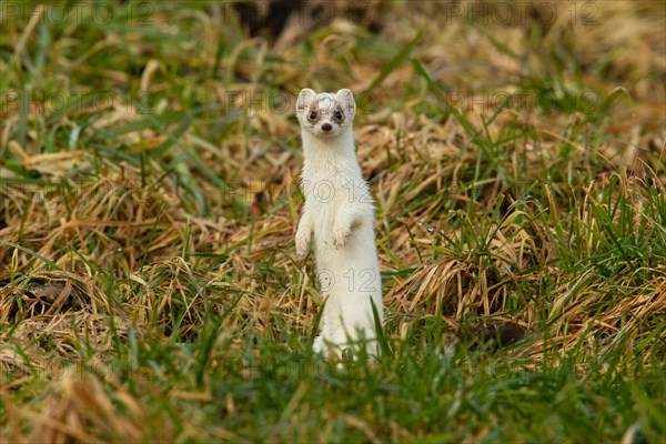 Ermine in white winter coat standing in meadow looking from the front