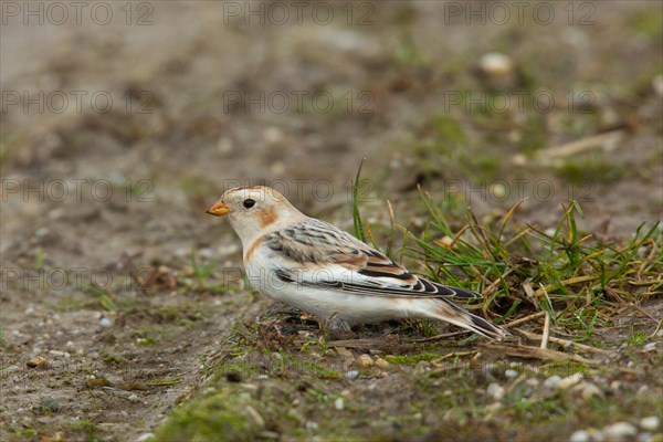 Snow Bunting female standing in field looking left