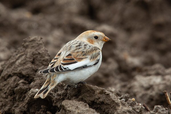 Snow Bunting Female standing in field seen right