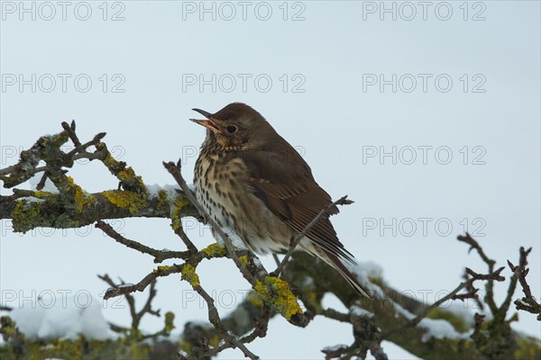 Song Thrush with open beak standing on branch with snow singing seeing left