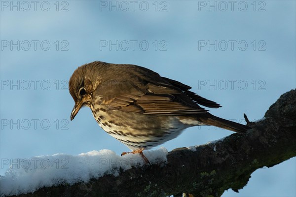 Song Thrush Standing on Branch with Snow Looking Down Left