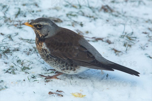 Juniper Thrush standing in snow looking left