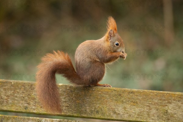 Squirrel standing on back of wooden bench