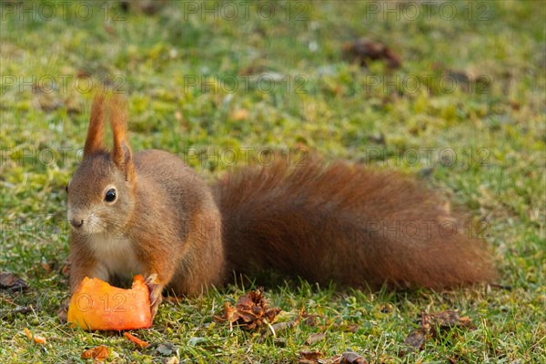 Squirrel sitting in green grass holding apple looking from front