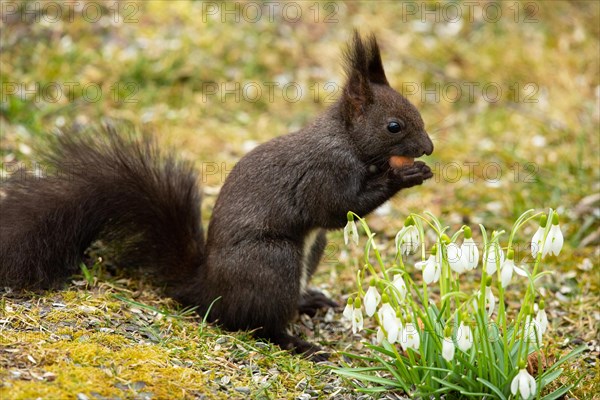 Squirrel holding nut in hands standing in green grass next to white flowers looking right