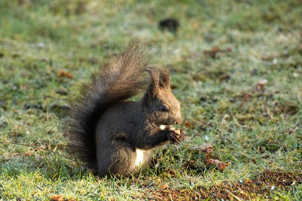 Squirrel holding nut in hands sitting in green grass looking right