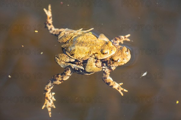 Common toad mating in water swimming right looking