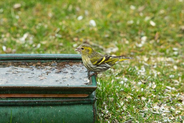 Siskin sitting on table with food left looking