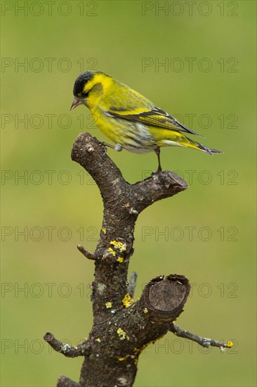 Siskin standing from branch looking left