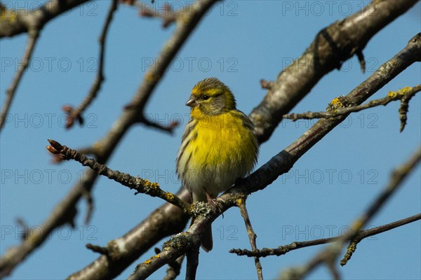 European Serin sitting on branch looking from front left against blue sky