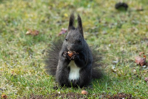 Squirrel holding nut in hands sitting in green grass looking from front