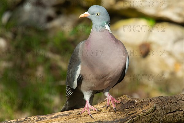 Woodpigeon standing on branch seen from front left
