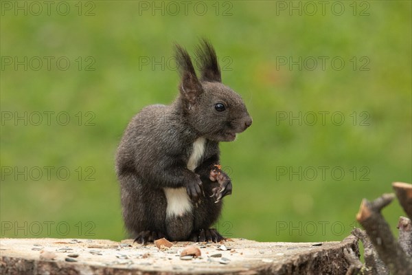 Squirrel sitting on tree slice seen from front right