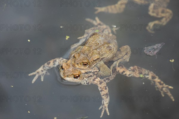 Common toad mating in water swimming left looking