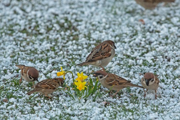 Tree sparrow several birds sitting in snow with yellow flowers feeding seeing variously