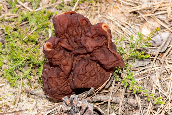 Spring Lorikeet maroon brain-like fruiting body in needle litter