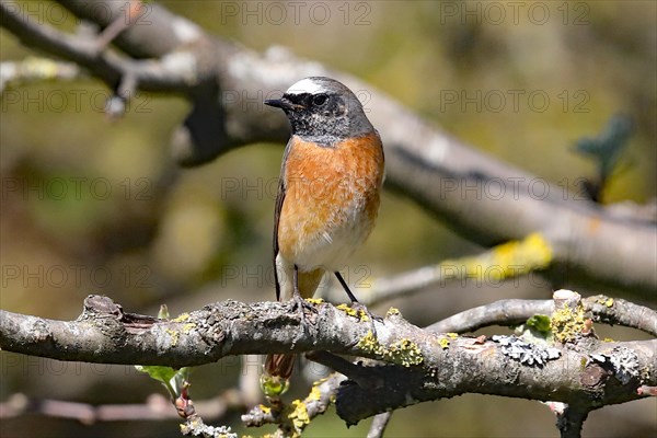 Redstart male sitting on branch seen from front left