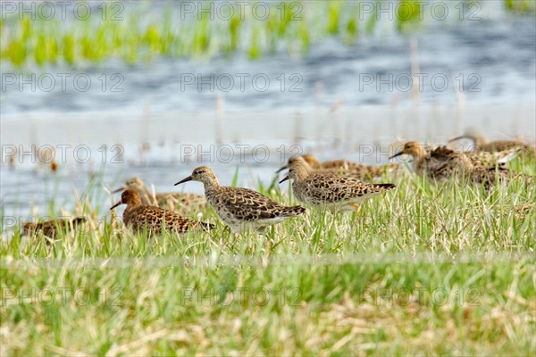 Ruffed Sandpiper several birds standing in green meadow left looking in front of water surface