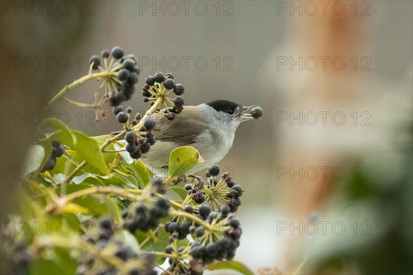 Blackcap male with berry in open beak sitting in ivy bush with berries looking right