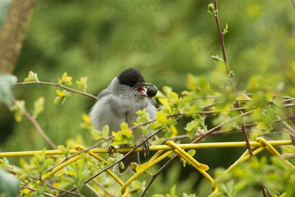 Blackcap male with berry in open beak sitting on wire fence seen from front right