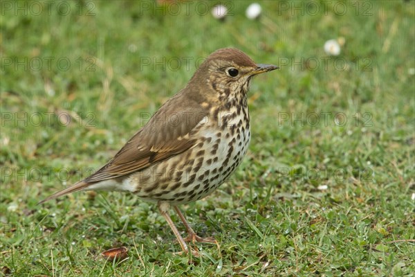 Song Thrush Standing in Green Grass Seeing Right