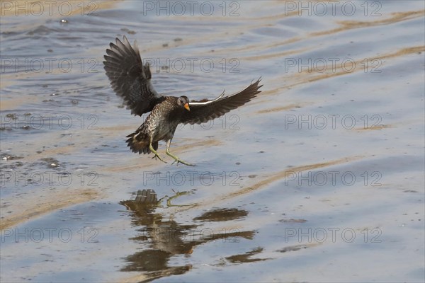 Spotted crake with open wings flying over water looking obliquely from front right