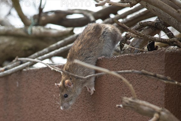 Norway rat sitting on wall with branches looking down