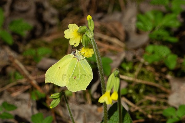 Lemon butterfly male hanging from yellow flowers seen on the right