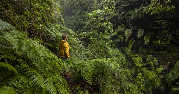 Hiker among ferns in dense forest
