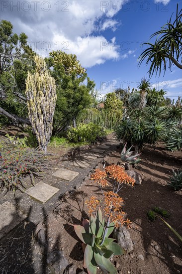 Cacti and flowering agave in the Botanical Garden