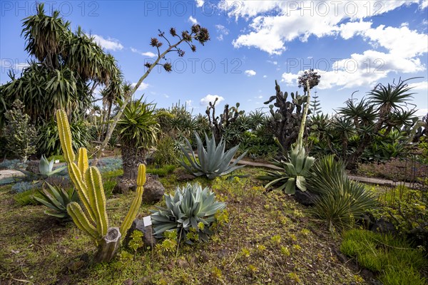 Cacti