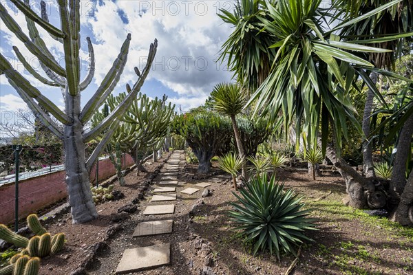 Cacti