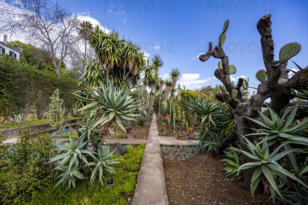 Cacti