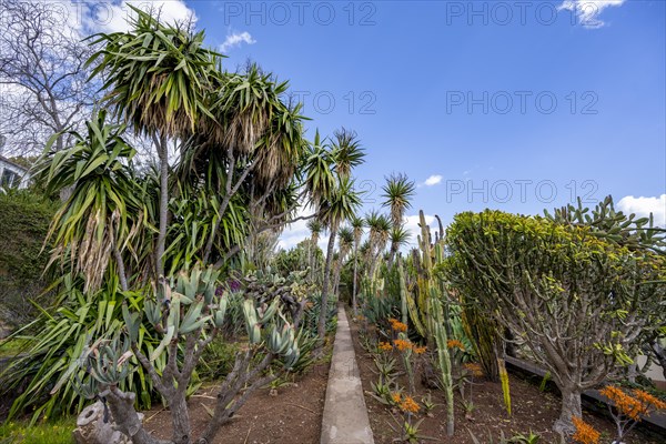 Cacti