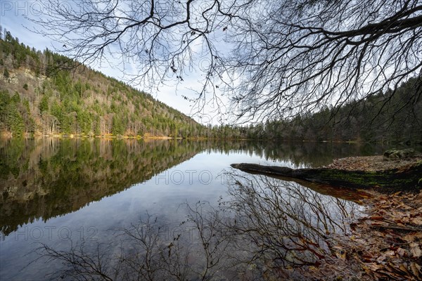 Water reflection at Feldsee in the Southern Black Forest nature park Park