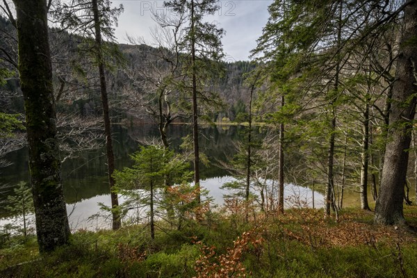 View through a forest