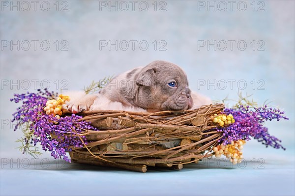 Blue merle tan French Bulldog dog puppy in animal nest decorated with flowers