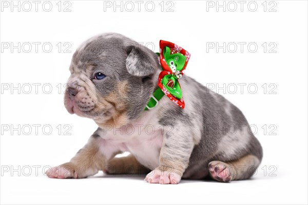 Merle French Bulldog dog puppy with Christmas ribbon around neck on white background