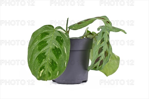 Tropical 'Maranta Leuconeura Kerchoveana Variagata' houseplant with spotted leaves in flower pot isolated on white background