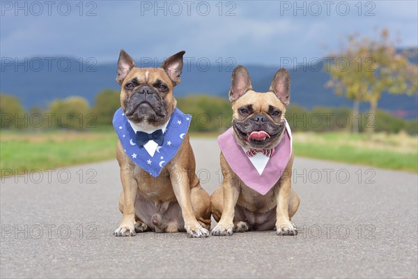 Two beautiful brown French Bulldogs sitting next to each other wearing matching neckerchiefs with elegant bow ties