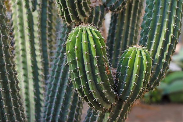 Detail of Neobuxbaumia Scoparia cactus that grows tree-like with defined trunk and branches