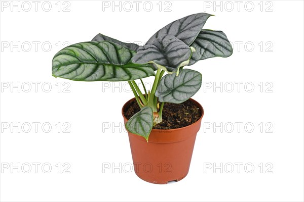 Exotic 'Alocasia Baginda Silver Dragon' houseplant in pot on white background