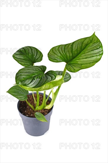 Tropical 'Philodendron Mamei' houseplant with with silver pattern in flower pot on white background